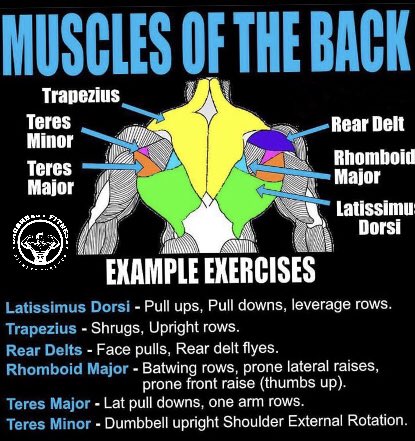 Anatomy of the back .
#trapezius #rhomboidmajor #teresminor #teresmajor #reardelt #latissimidorsi #back #anatomy #morning #morningmotivation #fitnessmotivation #trainer #personaltrainer