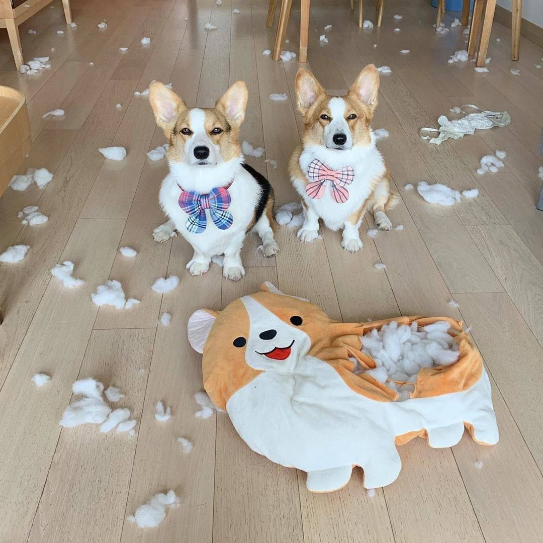 9GAG's tweet photo. We don’t need any fake frens 😒

By yayathecorgi | IG https://t.co/tr2nXYmO0g