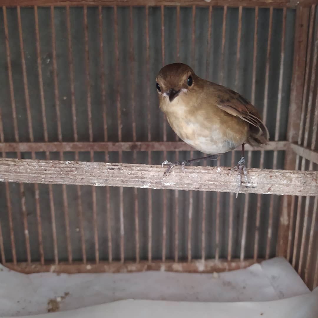 420 Gambar Burung Jongkangan Gratis Terbaru