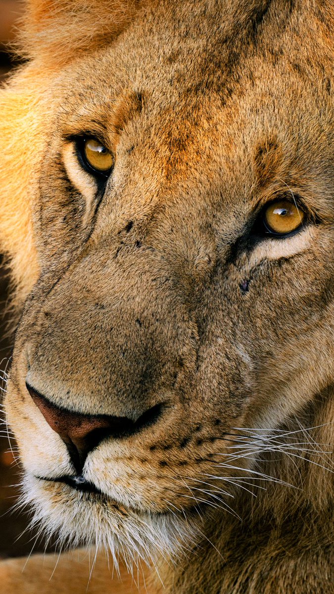 Today’s wallpaper: a young lion from Masai Mara, Kenya (2012)L: mobile phone versionR: desktop version #WallpaperWednesday