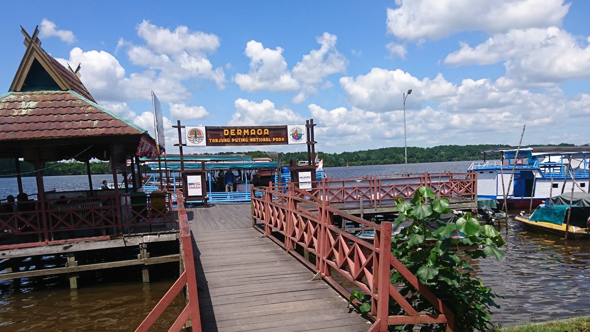 KekayonJourneys's tweet photo. Today pack your bags and lets go to Tanjung Puting National Park.
Exploring Camp Leakey and feeding orang utan.
#dreamnow
#traveltomorrow
#exploreborneo
#wildlife
#orangutans https://t.co/fZnzN38loX