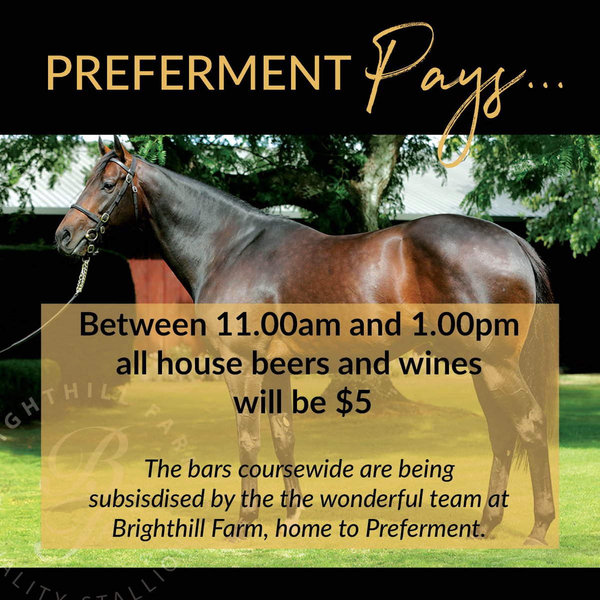 TeRapaRacing's tweet photo. 🏇🍺🍷PREFERMENT PAYS 🍷🍺🏇

This Saturday @brighthillfarm will be subsidising the bar for house wines &amp; beers between 11.00am - 1.00pm as part of an on course "Preferment Pays" promotion. 

The 4 x Group 1 winning son of Zabeel stands for $9500 + GST >> https://t.co/vvq50WirPH https://t.co/s0hiQ3t2Bt