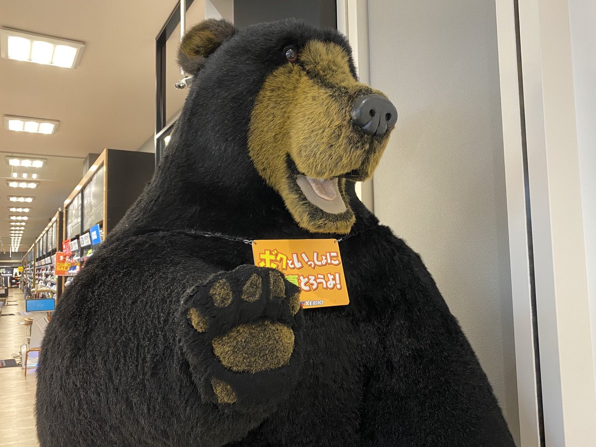 熊の牙 下顎 特大です 熊の牙 下顎 特大です