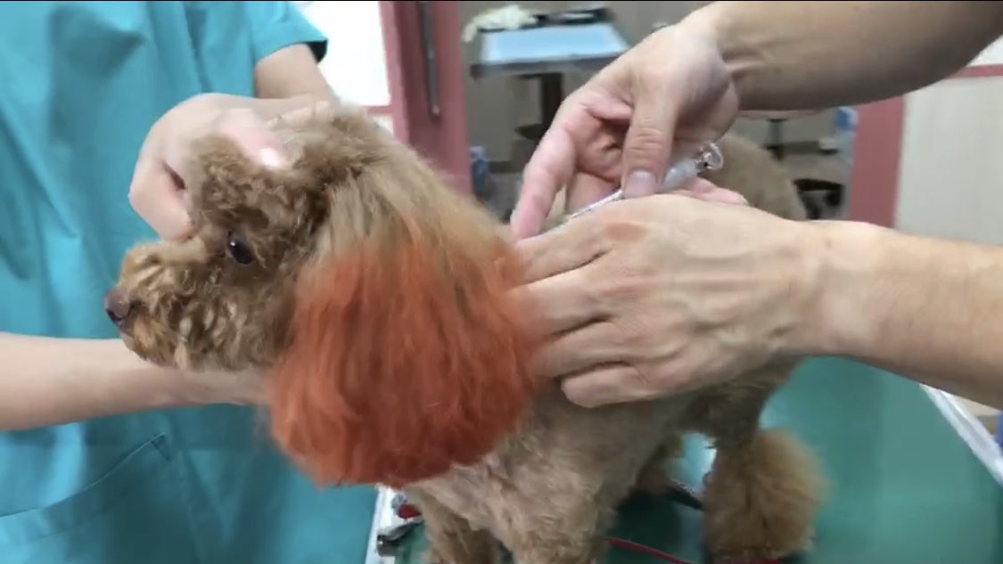 トイプードルぷー tweet media