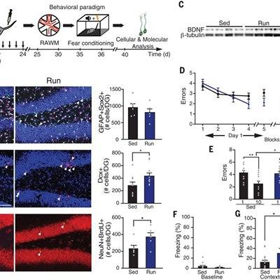 Вкратце, пока только на мышах.
Один из немногих способов усилить образование новых нейронов в мыши - заставить ее бегать в колесе. 
Но оказывается, можно просто взять плазму у тренированных мышей, ввести ее нетренированным, и у посл... © Всеволод Белоусов facebook.com/Seva.belousov/…