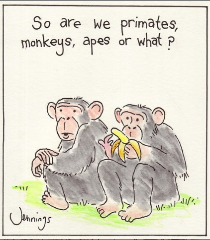 thetimeiswrite's tweet photo. #cartoon #humour #monkeybusiness #monkeys #primates #apes @zoosvictoria #bananas #monkeythoughts #planetoftheapes #SupportArtists #art @ArtistRTweeters https://t.co/O8b4QovB6a