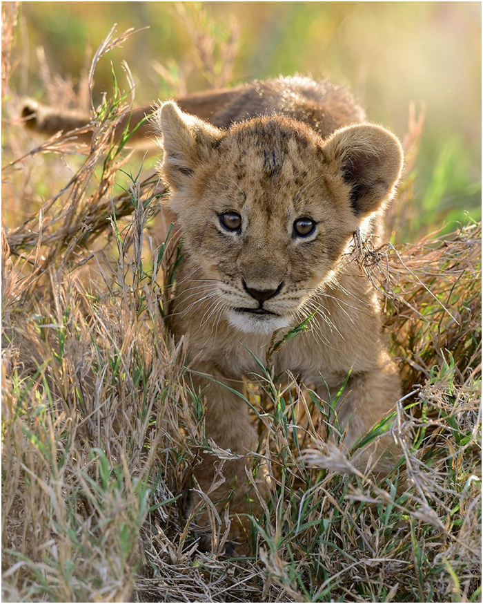Hamadiningaa's tweet photo. #Simbababy remain generally hidden by its protective mother for a month or so before they are finally introduced and integrated into the rest of the pride.
#Tanzania #Serengeti #Serengetinationalpark #Africansafari #Africananimals #Wildsafari #Travelafrica #Idreamofafrica https://t.co/lhODEIiuat