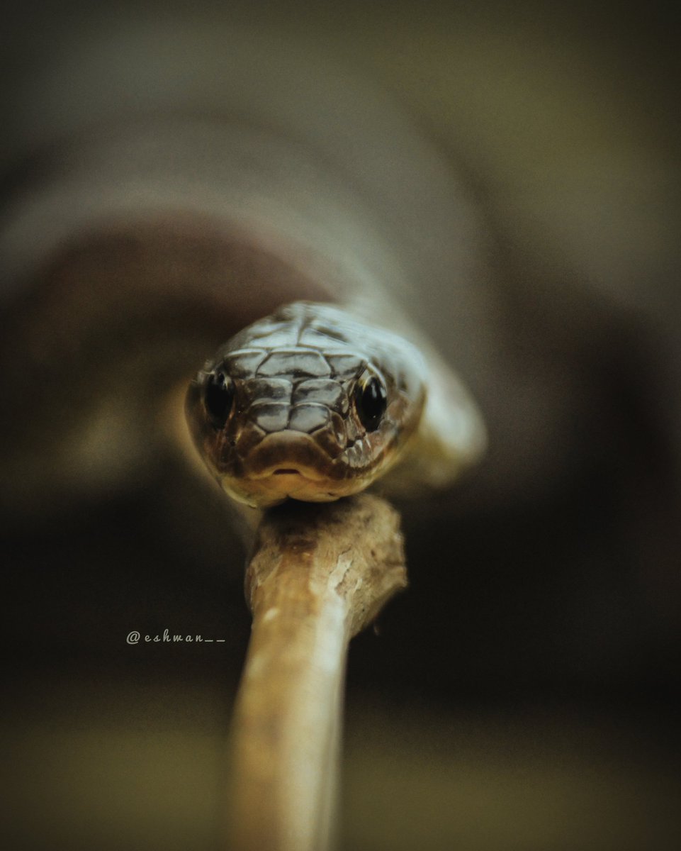 eshwan_sonowal's tweet photo. Good Morning folks
.
#snake #snakes #photography #_soi #venomous #poisonous #Assam #dibrugarh #India #northeastindia #nature #wildlife #animals #outdoor #_poi #animallovers #canonindia #canonphotography https://t.co/NxYZekad7m