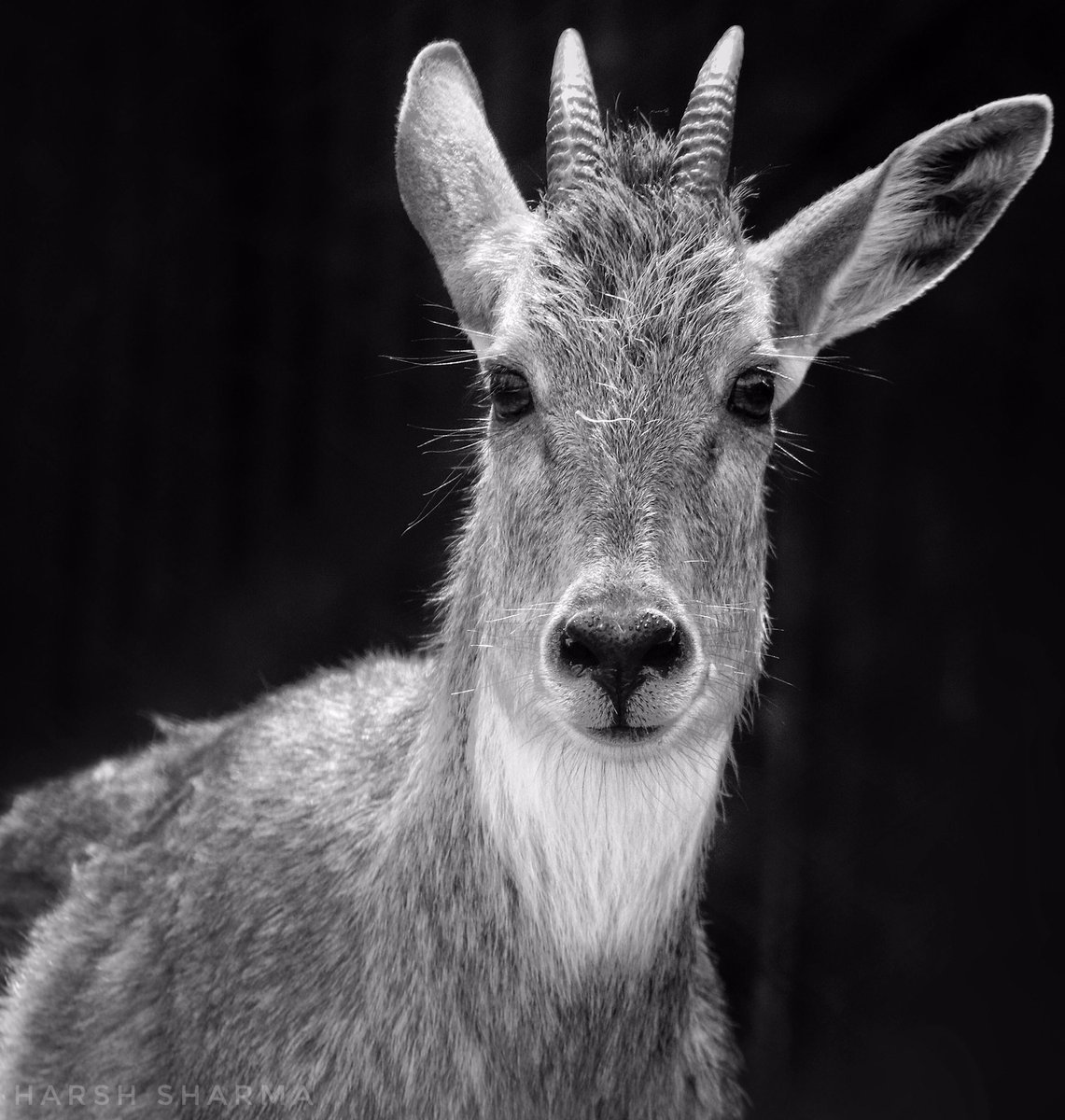 IamHarshS's tweet photo. The Swamp Deer or Barasinghas' populations have declined at a very fast rate in the last two decades. They are listed as Endangered by the IUCN.They are being killed or hunted for their Antlers and Meat generally when they are found outside protected area.
#harshsharma #wildlife https://t.co/yDjEt4yran