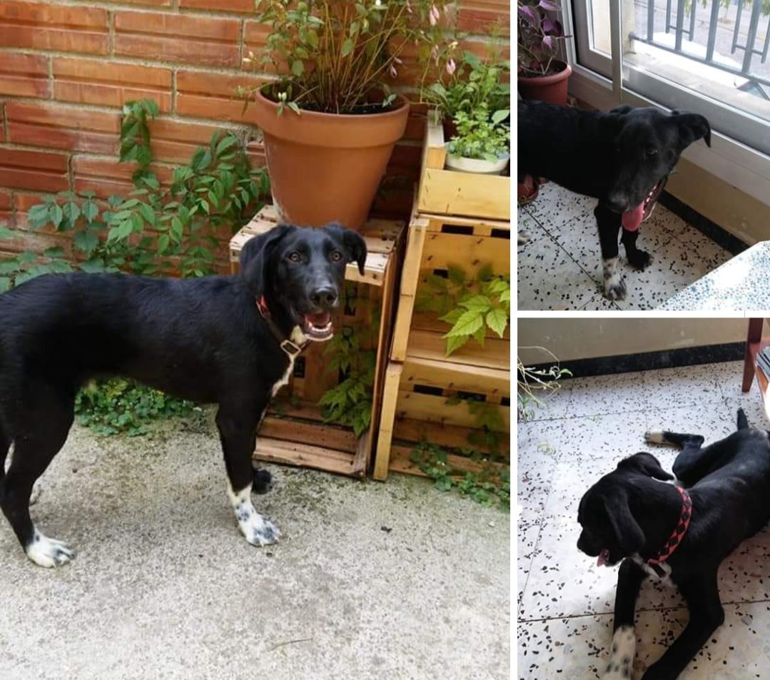 pont_roma's tweet photo. Encontrado hoy en
#Miravall
#Lleida es un cachorro, llevaba un collar de plástico, no tiene chip. 627524658
https://t.co/xEUkngsnuH
#XarxaLleidaPetduts https://t.co/UMgvdjFQcv