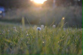 Even a small reduction in mowing lawns and public spaces like parks, road islands, roadverges &amp; green corners can let wildflowers grow - offering a lifeline to bees &amp; other pollinating insects. An easy, cost-saving, emissions-reducing way to give nature a chance 🐝
#BeesNeedsWeek