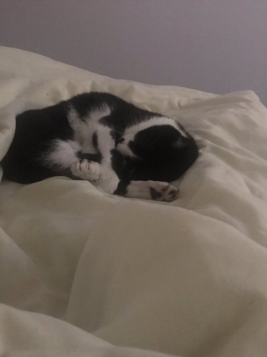 littlehez's tweet photo. Ok Horace, just 5 more minutes it is 😴😻
#SleepyCat #CatsOfTwitter #IsaLife #IsaBody #TropicAmbassador #LoveLife #EveryDayIsMagical https://t.co/3eO1tEDouG