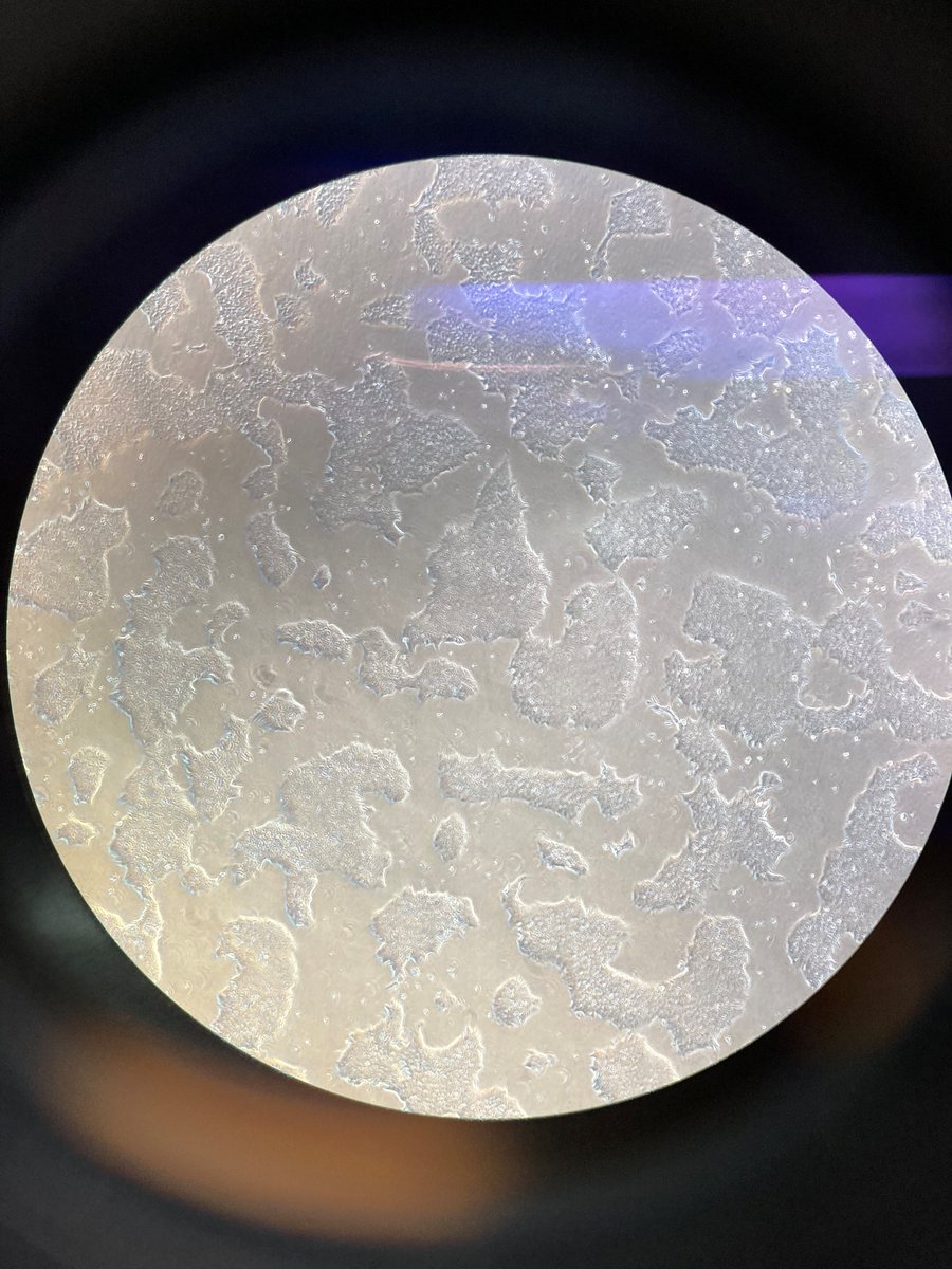 Woke up #stemcells #iPSCs from their slumber. Here they are down the lens!