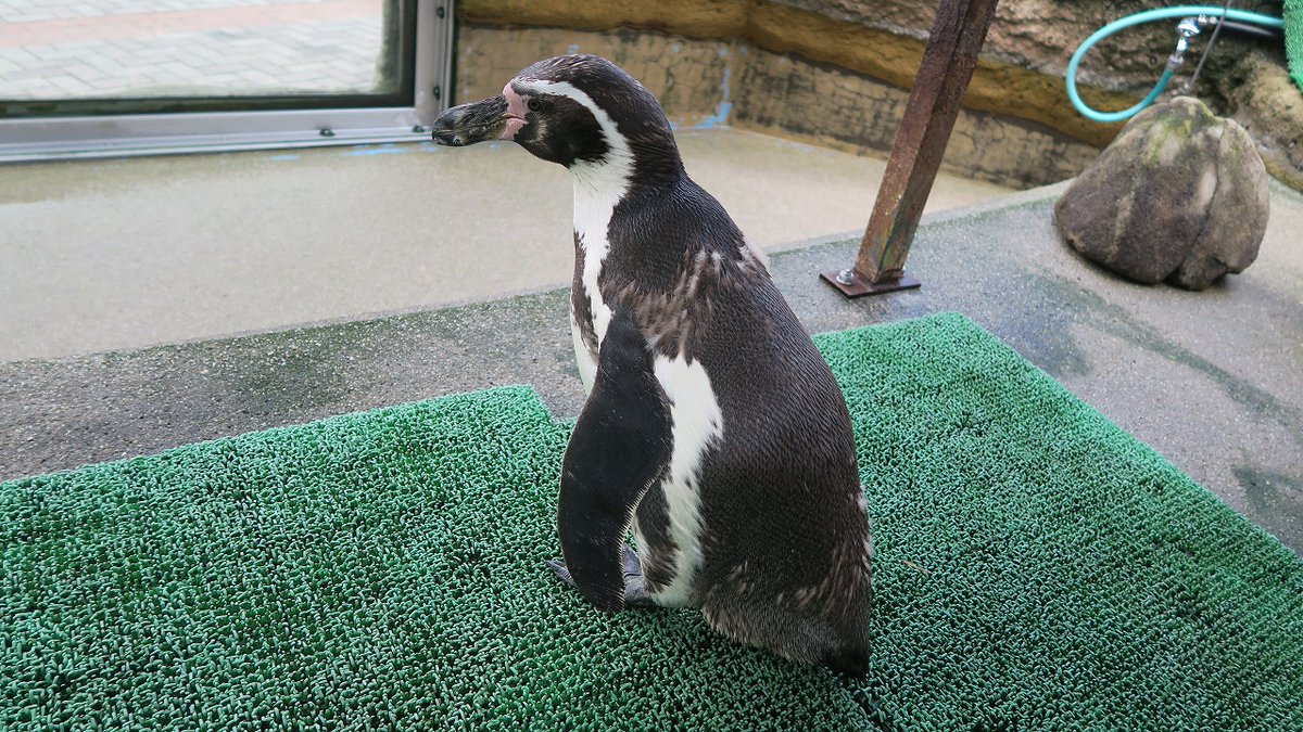 夏の風物詩 ペンギンの換羽 始まりました 今年も第1号は あーちゃん です フンボルトペンギン 換羽 病気じゃない 07 15 安佐北区の動植物園 水族館 広島市安佐動物公園 まいにちを豊かに りっち