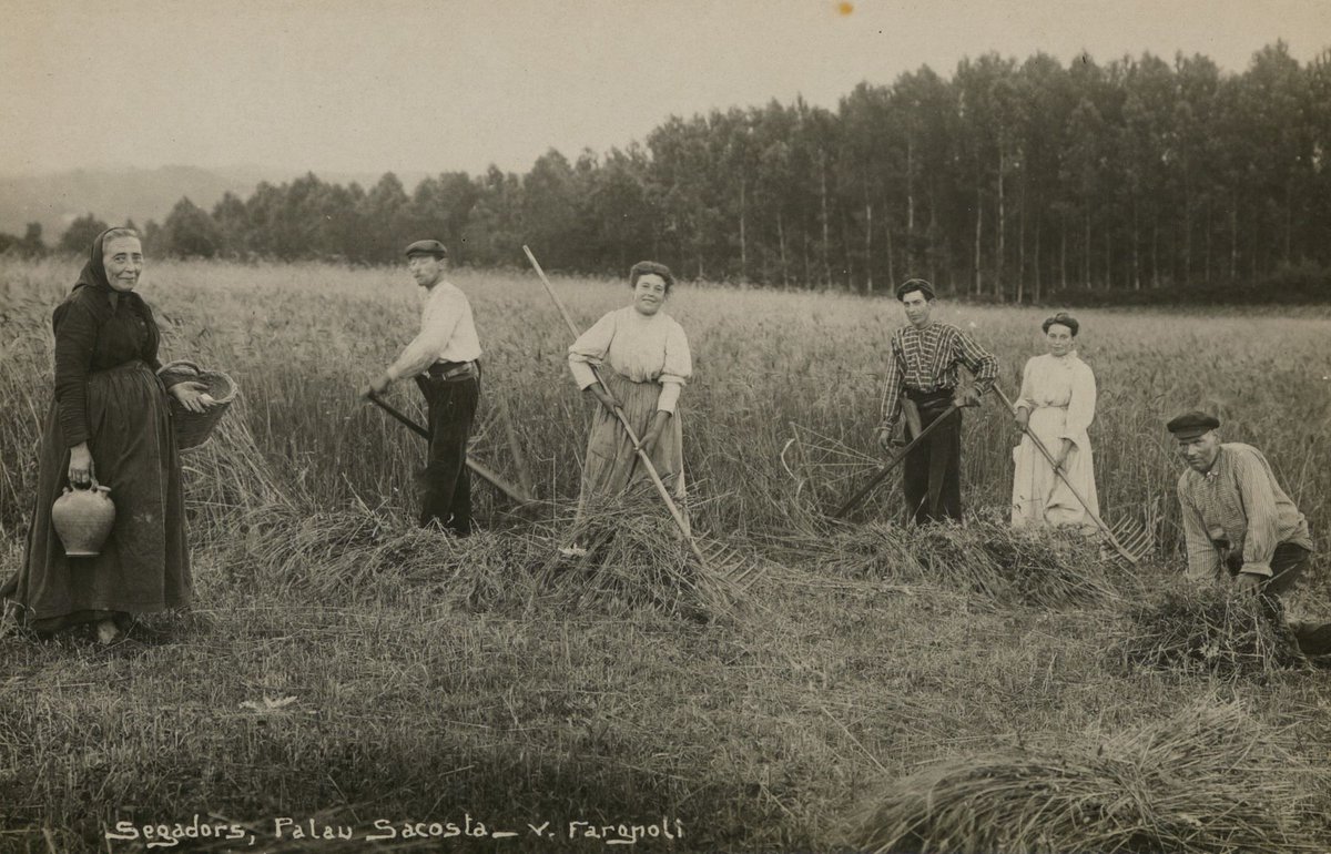 arxiu_gi's tweet photo. “Al Juliol, les garbes a l’era i els bous al sol”. Segadors amb dalles i rampins en un camp de blat de Palau Sacosta. 1920 ca. #Oficisantics. 
Fotografia de Valentí Fargnoli. https://t.co/oco2Z6s7fi