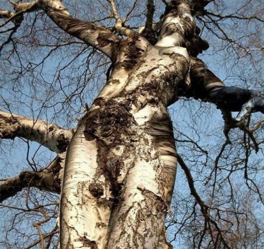 HauntedHistory2's tweet photo. Trees significant in many mythologies have been given sacred meanings—symbols of the eternal, immortality or fertility. Trees are said to be the homes of tree spirits.The Egyptian Book of the Dead mentions sycamores being where departed souls find peace. #WyrdWednesday #Folklore https://t.co/TroeJ2a7q9