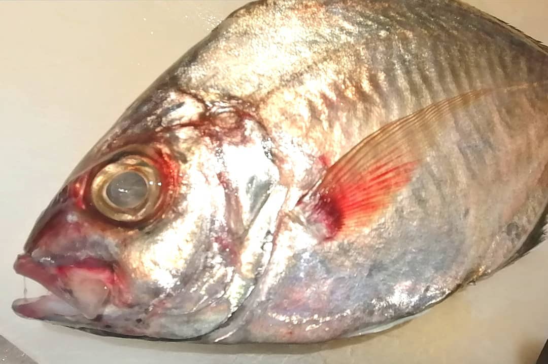 ダウンロード カイワリ 刺身 カイワリ 刺身 特徴 Pastipzkozyb