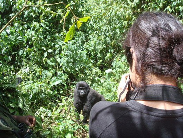 AdventuresFrena's tweet photo. Face facing Photography with Gorilla.
Adventure seekers &amp; wildlife enthusiasts feel amazed to visit the #pearlofAfrica, as they explore the widest variety of #wildlife.
#africa #travel #photography #travelphotography #photooftheday #instagram #instagood #animals https://t.co/IMUtC3RxRj