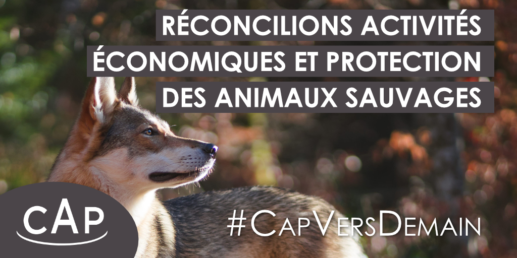 CAPpolitique's tweet photo. 🦊 Les aides pour le secteur agricole doivent être conditionnées à l'arrêt de la destruction des #AnimauxSauvages. 🐻🐦
👉 Changeons nos modes de culture pour les rendre compatibles avec leur présence.
#CapVersDemain #RelanceEthique
🔎 Notre tribune : https://t.co/jXefnLODy6 https://t.co/dPQL6pkUQ6