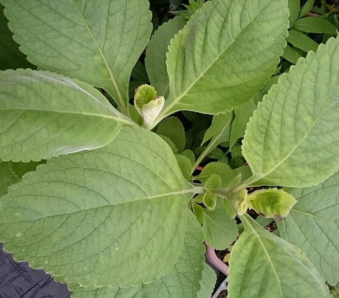 マンジェリコン茶