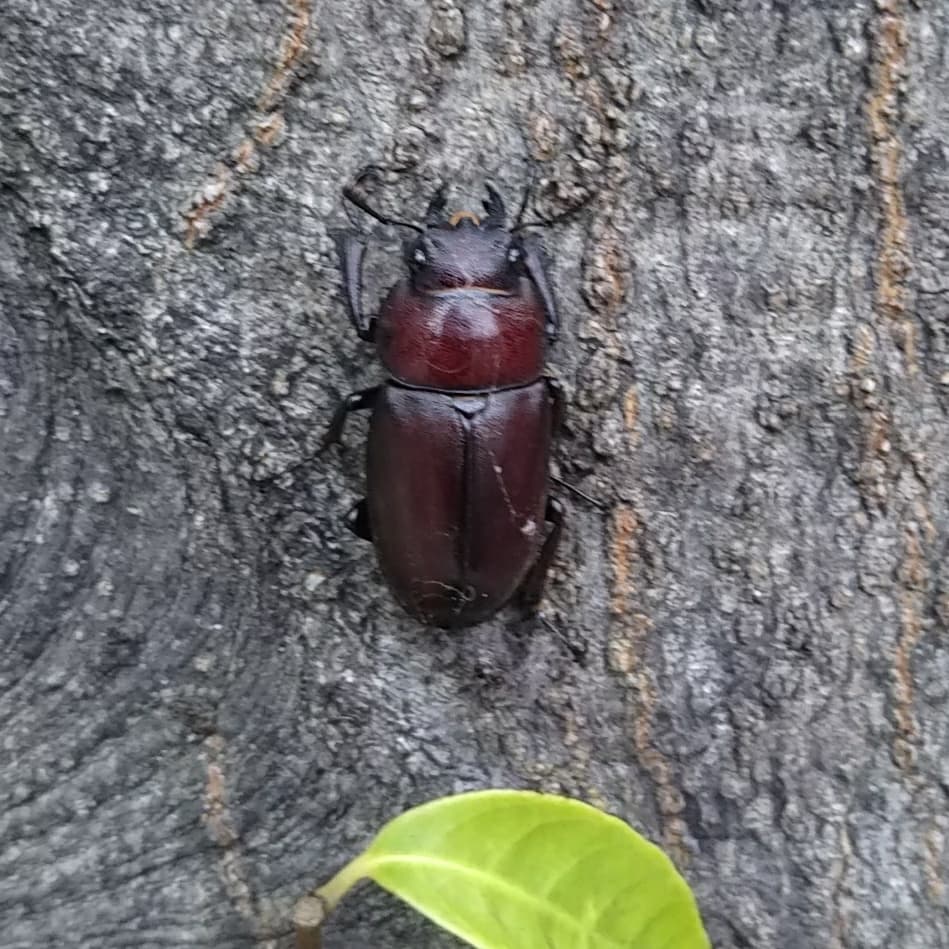 jack_snow's tweet image. 本日は辻堂で入水してきました🌊水はちょっとヒンヤリだけど夏は目前ですね🌴🌴

#辻堂正面 
#joistiksurfboards
#catchsurf
#スノーボードオフトレ
#夏はもうすぐ
#クワガタ？
#クラゲ注意
#ハチ注意
#腰痛注意 (笑)