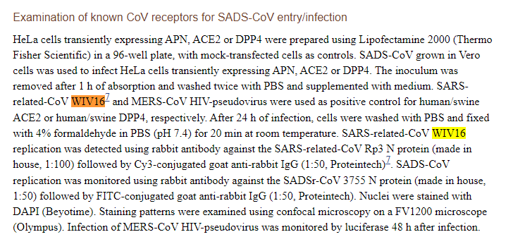 29. MERS-HIV-WIV163. SARS-related-CoV WIV16 & MERS-CoV HIV-pseudovirus were used as positive control for human/swine ACE2 or DPP4, respectively. 4. SARS-related-CoV WIV16 replication was detected using rabbit antibody against SARS-related-CoV Rp3 N protein (made in house ;)