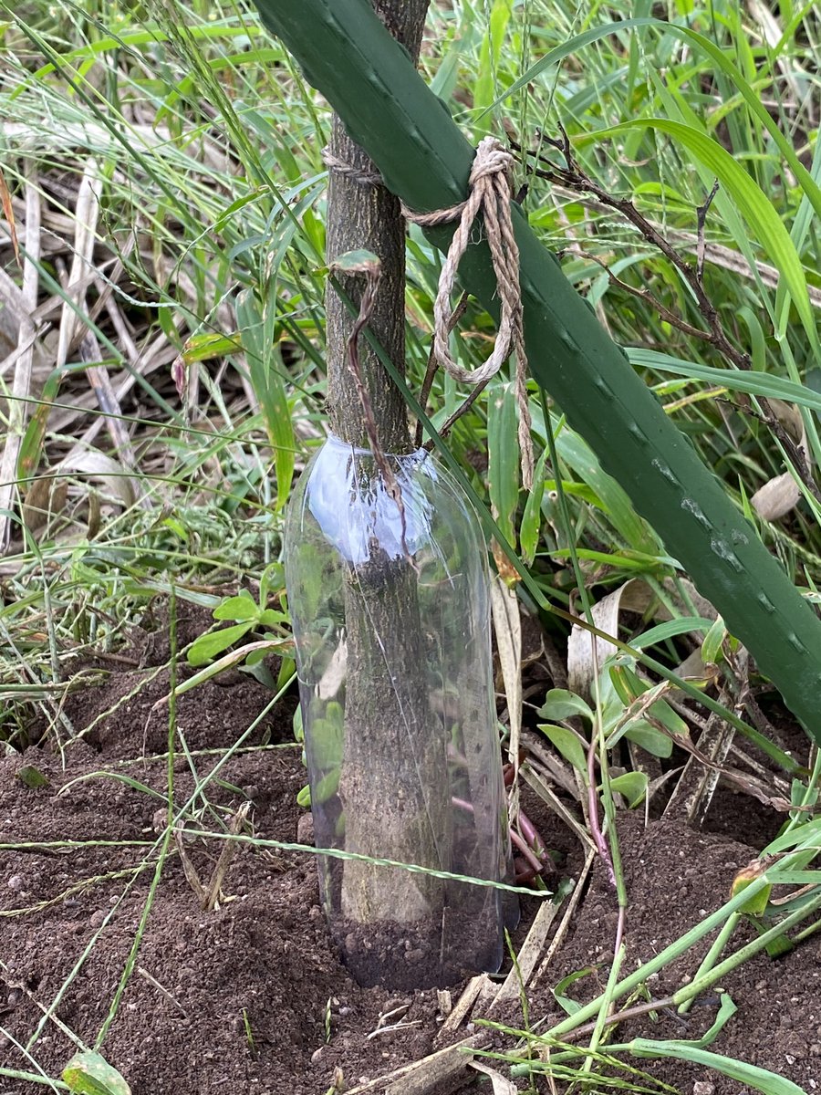 あっしー 和歌山静岡往復みかん農家 諸事情でカミキリムシの殺虫剤が撒けない畑の苗木の対策 今年初実践 網を巻くのは意味ないことは祖父が証明してくれたので 炭酸水のペットボトルを加工して被せてみた 効果あったらいいなーーー あっしー 和歌山静岡往復みかん農家 諸事情でカミキリムシの殺虫剤が撒けない畑の苗木の対策 今年初実践 網を巻くのは意味ないことは祖父が証明してくれたので 炭酸水のペットボトルを加工して被せてみた 効果あったらいいなーーー