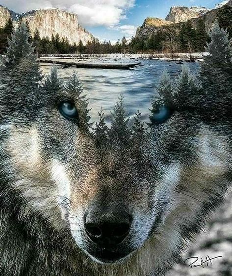 gladhill_in's tweet photo. "I'am wolf. I have watched for many years my hunting grounds diminish - Trees replaced by buildings, game replaced by humans. I have been driven higher and higher into the mountains yet the humans still come, and I'm driven even further from my hunting grounds. Save The Wolves" https://t.co/dkGHUZC5Sy