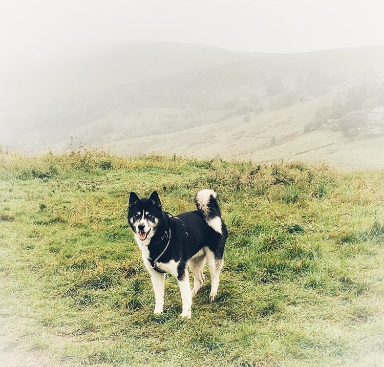mydogfield's tweet photo. #mydogfield is perfect for letting your dogs have a good run off the lead π
.
.
.
#mydogfield #mydog #dog #dogwalk #dogwalks #dogadventures #dogwalking #dogwalkingservices #dogwalkingbusiness #doglife #field #views #saddleworth #pennines #securefields #dogsofmanchester https://t.co/fP3JdCCp9c