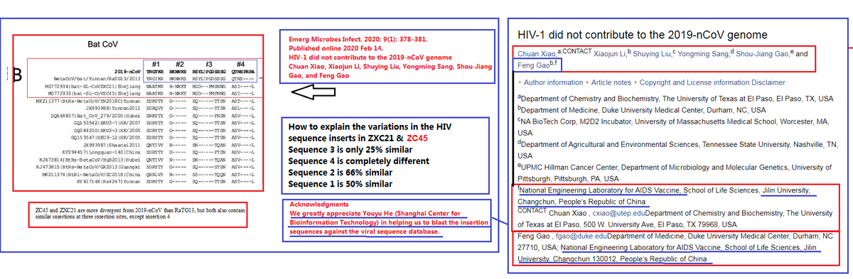 35. RaTG13 & SARS-COV-2Despite spurious & childish claims by US based Chinese Researchers that the HIV inserts were found in 2 other bat betacovs (ZC45 & ZXC21) it is clear thanks to  @flavinkins & my own findings that only the viruses RaTG13 & SARS-CoV-2 contain these inserts