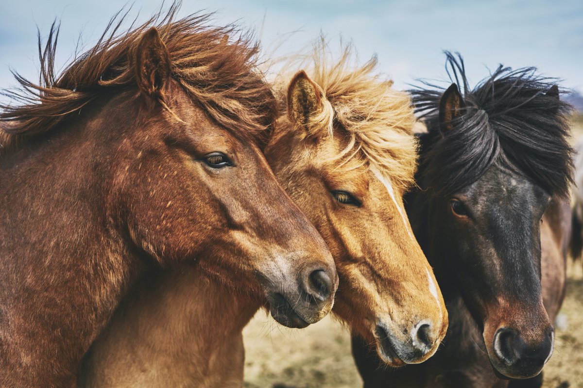 Did you know?
Horses do sleep standing up! They sleep laying down too, but only for short times. 😍
#ILoveHorsesDay #Horses #HorsesinOurHands