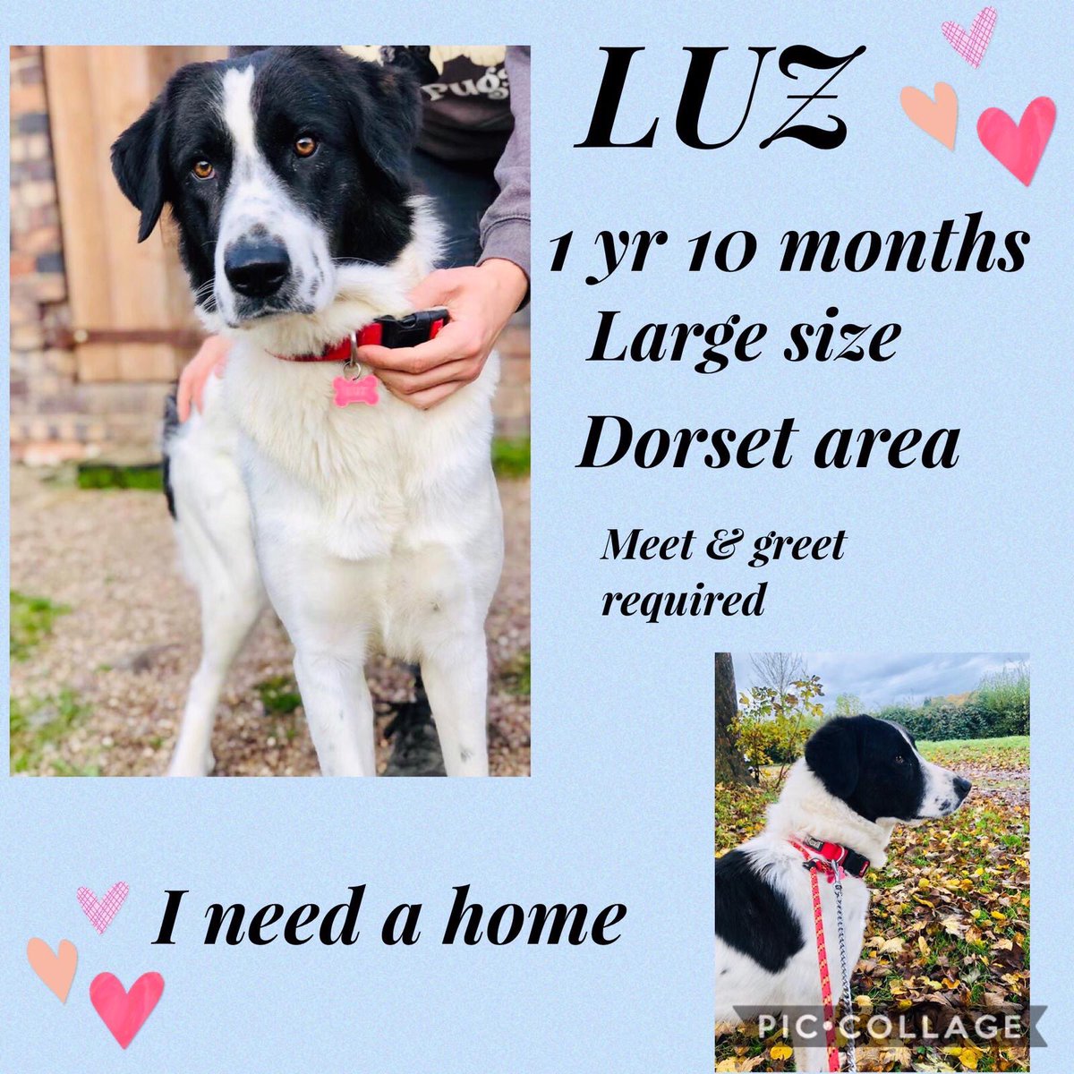 facebook.com/groups/4482037…

Luz is in Dorset, UK looking for a home... 💙🇬🇷🐾

#compassionforgreekpaws #C4GP #adoptdontshop #greekrescue #greekshepherd #TeamZay #greekpaws #greekdog #forverhome #itsallaboutthedogs #rescuedogsoftwitter #RescueDogs