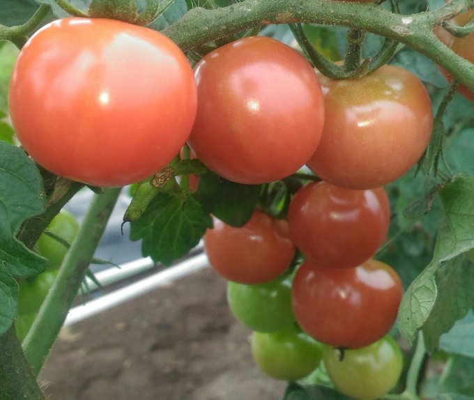 家庭菜園のtwitterイラスト検索結果 家庭菜園のtwitterイラスト検索結果