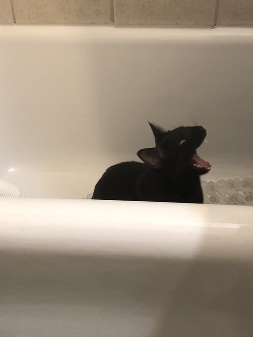 My son is doesn&rsquo;t like showers! Silly #cat 😂 The shower isn&rsquo;t even on. #screaming @Ellipse_X https://t<a href="/tag/cat"class="tags">#cat</a><a href="/tag/screaming"class="tags"><span>#screaming</span></a>