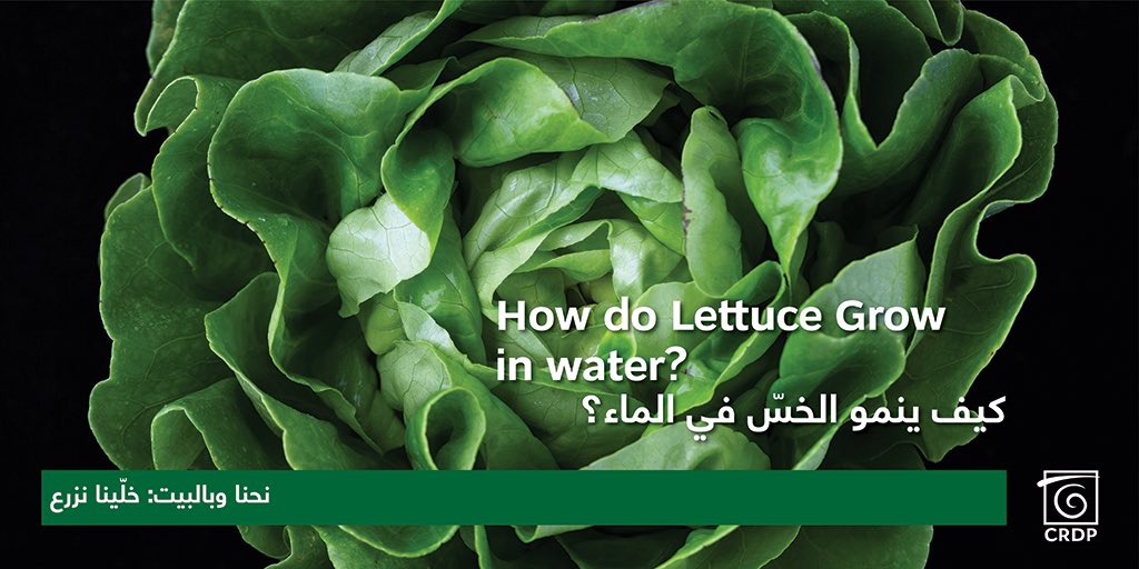 CRDP_Liban's tweet photo. While at home: Let’s plant
How do Lettuce Grow in water?
نحنا وبالبيت: خلّينا نزرع
كيف ينمو الخسّ في الماء؟
https://t.co/1LzkudFLM6

#sustainability #stayhome  #coronatimes #covid_19 #whileathome #planting #potatoes #lebanesestudents #education #طلاب_لبنان #تربية https://t.co/Vgj7ZltFTf