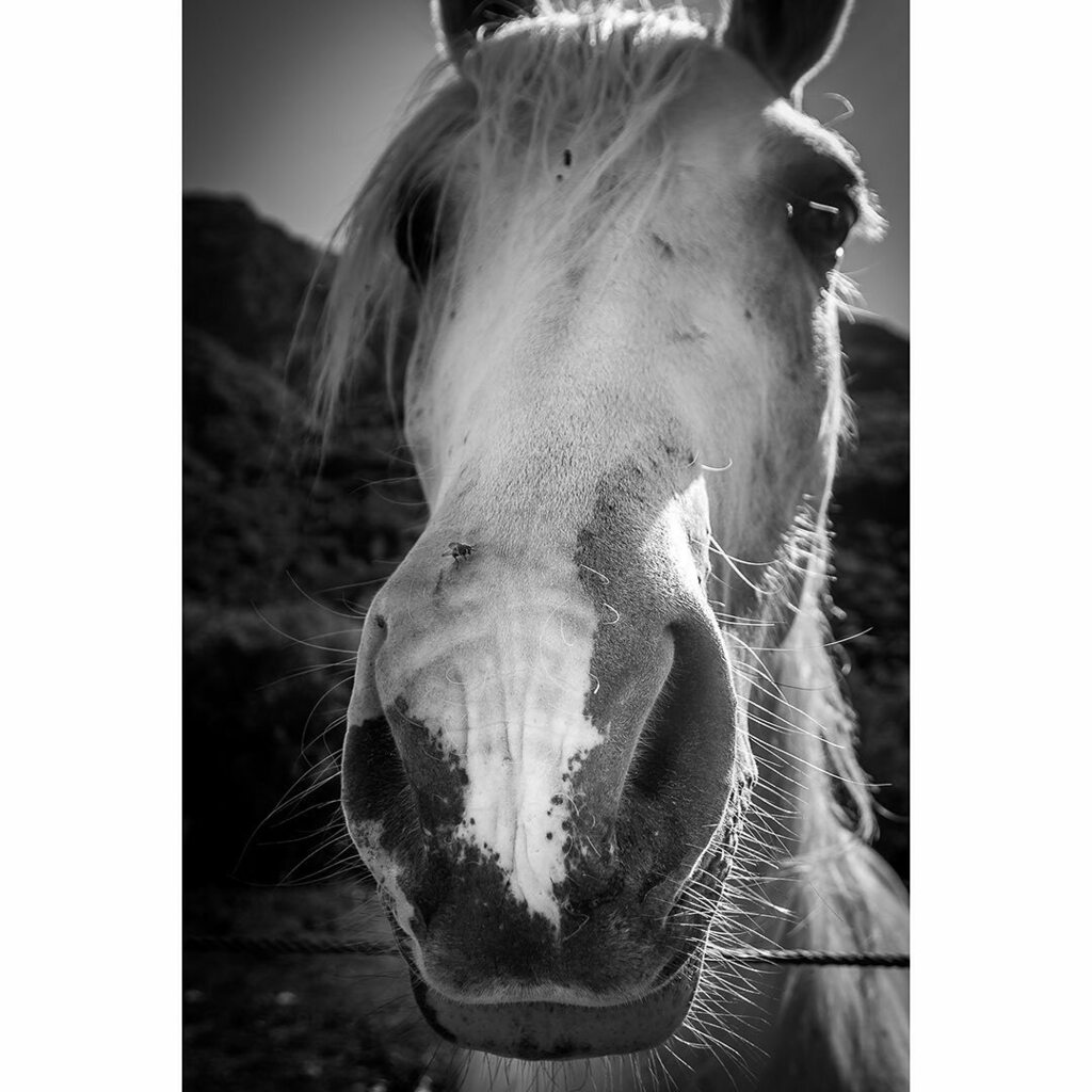 myneit's tweet photo. Ouch! There is a fly on my noe!
.
#horse #horselover #horsesofinstagram #blackandwhite #blackandwhitephotography #blackandwhiteportrait #blackandwhitephoto #bnw #bnwphotography #bnw_greatshots #bnw_captures #monochrome #monochromephotography #monochromat… https://t.co/rTh19aZJ49 https://t.co/6xlJzTDZhh