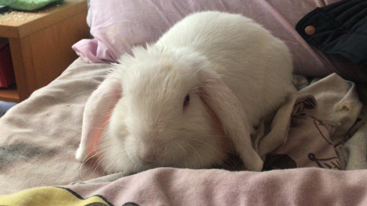 Amy_Bish2020's tweet photo. Snuggling with my baby 🌹❤️❤️🍉 https://t.co/ZVq73YT96b