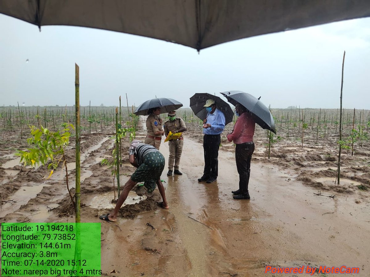 HarithaHaram's tweet photo. #PhotoSpeaks
#CommitmentOfForesters

Adilabad Circle Chief conservator of forests CP Vinod Kumar, FDO Asifabad Vinay kumar Sahoo, Range Officer Purnima, with Filed staff on Duty in Heavy Rains. 
They inspected @HarithaHaram 
Plantation.

@TelanganaCMO 
@KTRTRS 
@MPsantoshtrs https://t.co/MKdultiqo8