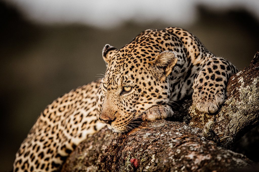 tailoredventure's tweet photo. Plan your “post-lockdown” safari with Tailored Ventures 
Photo cred: Salas Camp 

#postcovid19 #kenya #masaimara #africatravel #vacation #luxurytravel https://t.co/rG8su3cMUA