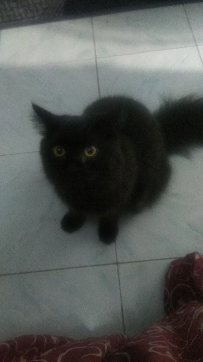AdellaDesty's tweet photo. @animalfess2 Haloo aku boni 👶 https://t.co/qa2B9K3bpv