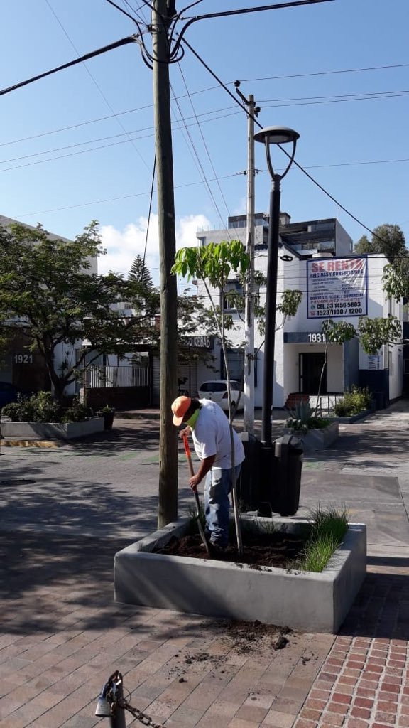 Continuamos en el corredor gastronómico <a href="/LopezCotillaAC/">López Cotilla A.C</a> recuperando espacios de plantación.  #arbolnuevo #agendaplantacion2020 #medioAmbienteGdl #gdlfresca