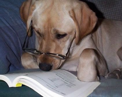 CaninaManual's tweet photo. Si es la primera vez que tienes un perro, o bien si quieres enseñarle algo a tu nueva mascota pero nunca lo has hecho antes, no te preocupes…
Con el libro : Educación canina podrás aprender en sólo 100 páginas todo sobre la educación del can.
Consigue ya tu ejemplar! https://t.co/O1mmZIQauw