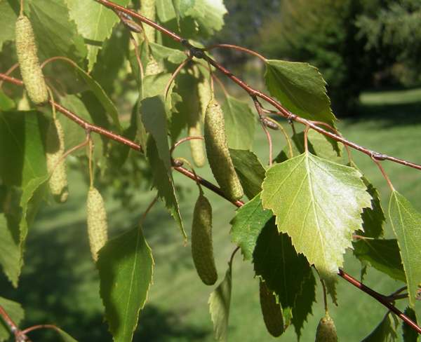 A big difference between birch and oak is that birch produces new leaves from the shoot tip throughout the growing season (oak leaves appear in just one or two (occasionally 3) discrete bursts). Terminal birch leaves differ in both size and shape as the summer progresses.