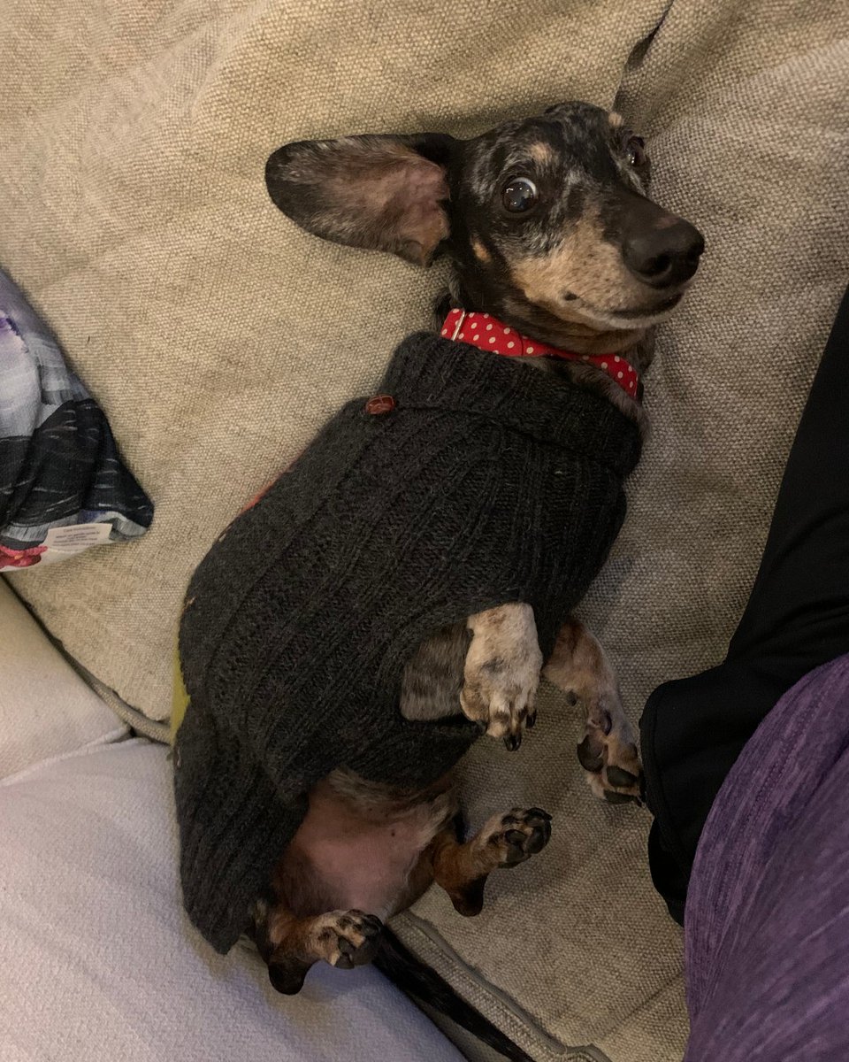 ClarkSchool's tweet photo. Harvey the mini dachshund belongs to Ramsey Jabaji from the Office of Global Engineering Leadership. He's almost 13 and loves laying by the fireplace. He even demands the fireplace be turned on in the summer! #EngineeringPets https://t.co/vhXL8oV717