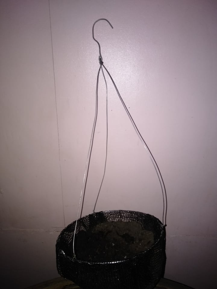 SnSest20's tweet photo. Hello Friendships. Kabalo ko daghan na gapananom karon so we are selling PLANTITA'S AND PLANTITO'S HANGING NET FOR ONLY P30

3 pcs for 85 php only.

✨100% matibay

bili naaaaaa. https://t.co/RO6UFrgRMf
