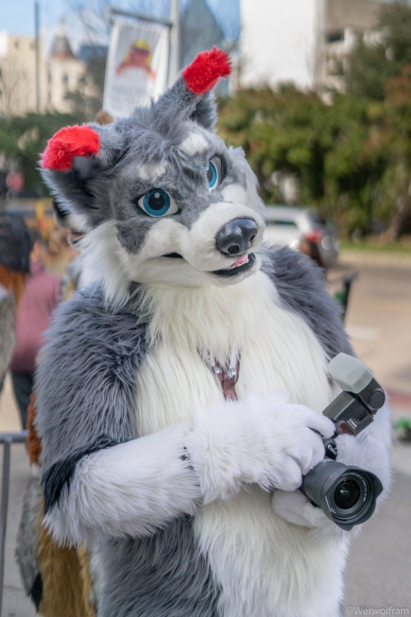 Werwolfram's tweet photo. Camera doggo @KadjHusky.
#TFF20
👔: @MadeFurYou https://t.co/F7RGFpCXBv