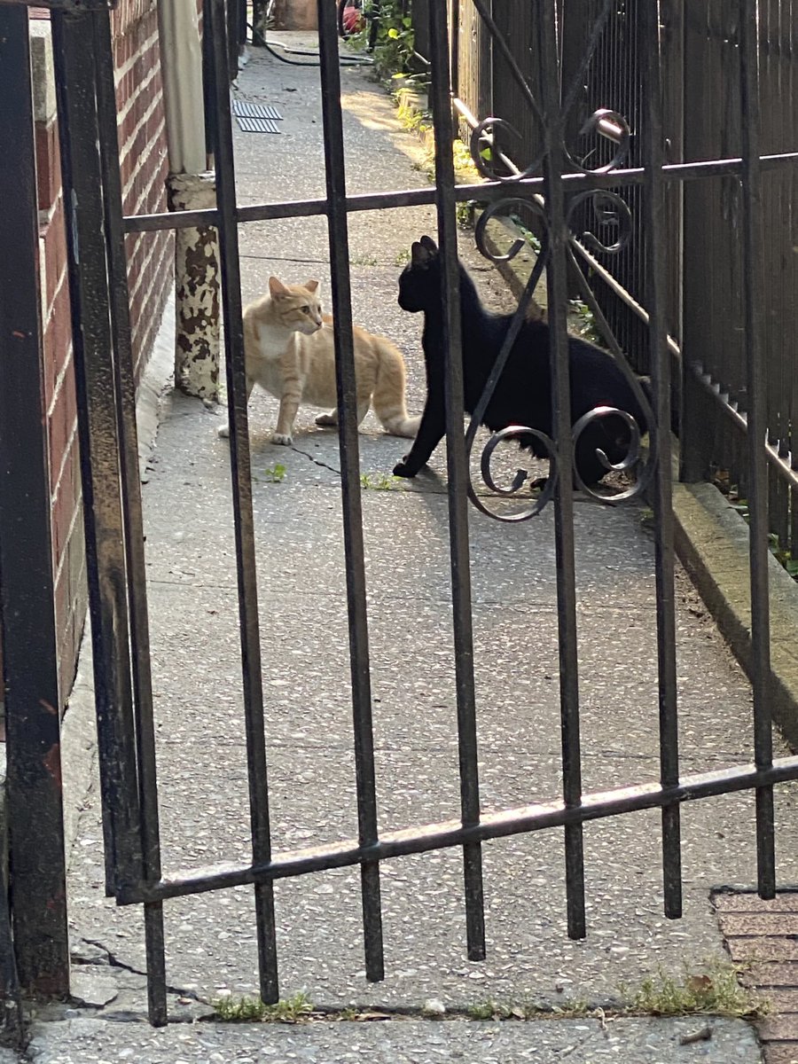 kittyamericana's tweet photo. #runcats https://t.co/s8vgy3GRPJ