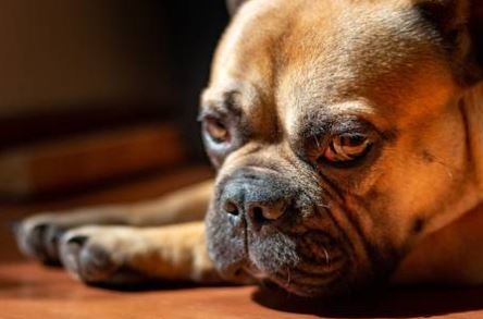 BullworthFB's tweet photo. Constipation in dogs is painful and can cause harm. Your dog may be constipated and you not know it.  Learn to recognize the signs and how to relieve your dog.
https://t.co/qcO2sBeTgr
.
.
#bullworthfrenchbulldogs #frenchbulldogs #frenchies #constipation #doginfo #caninehealth https://t.co/w6nyBWAobC