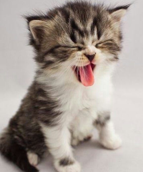 Minnie que ama a Rosé and Lisa tweet media