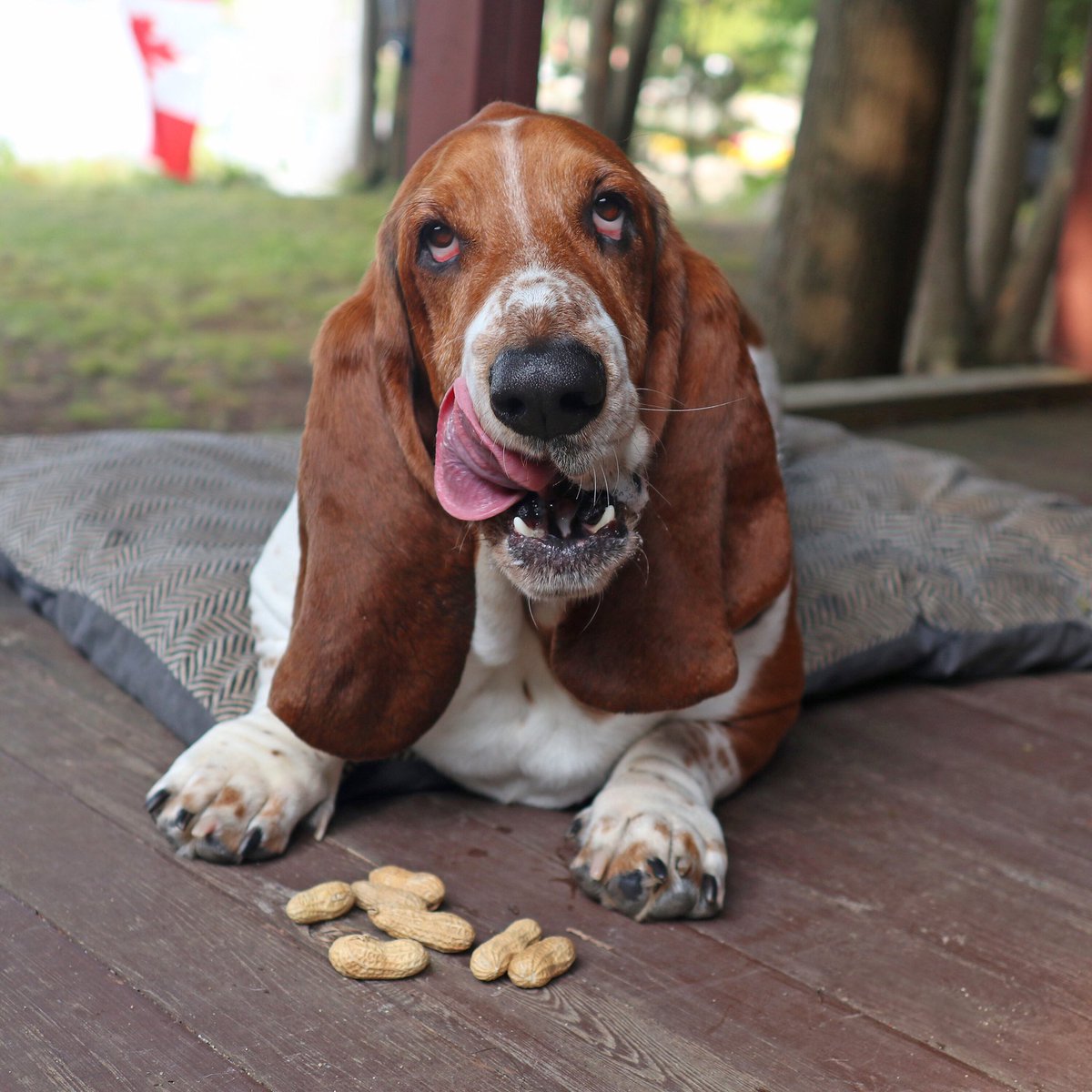 dean_the_basset's tweet photo. stop chasing squirrels, make them come to you! 🐿 #deantips https://t.co/4fShsUwzxn